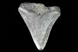 Bargain, Megalodon Tooth - North Carolina #76360-1